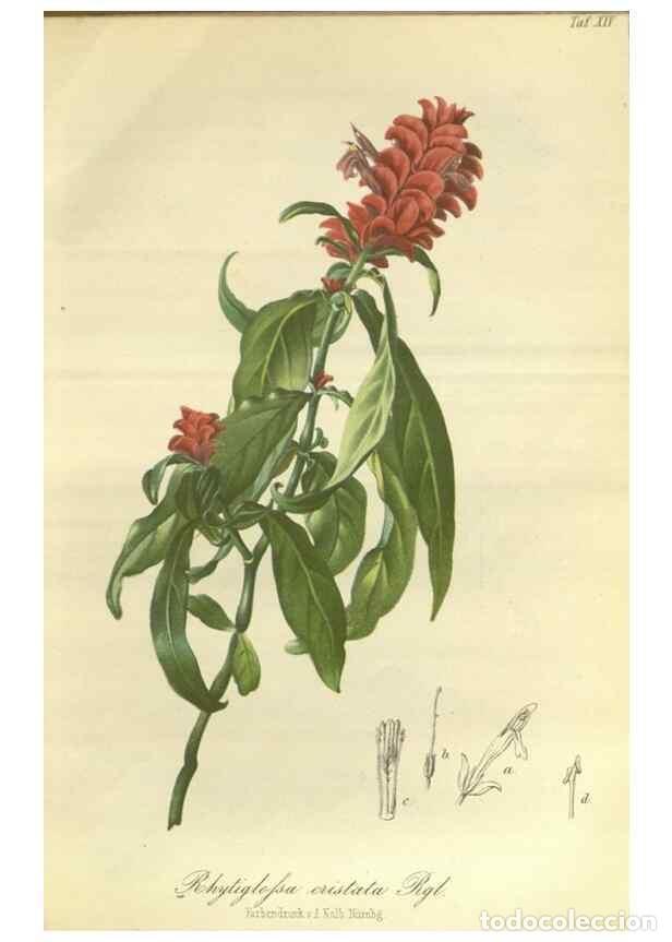 Collection Magazines and Newspapers: Reproducci&oacute;n/Reproduction 49802841941: Gartenflora.. Erlangen :F. Enke,1852-1940.. - Deutsche Garten