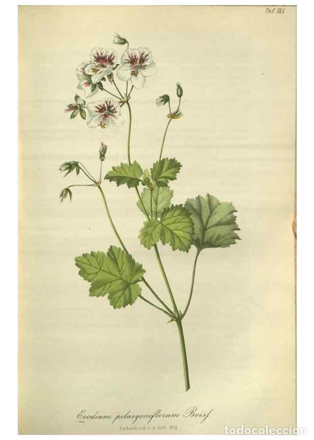 Collection Magazines and Newspapers: Reproducci&oacute;n/Reproduction 49803146672: Gartenflora.. Erlangen :F. Enke,1852-1940.. - Deutsche Garten