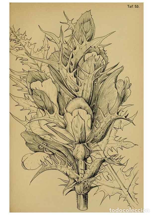 Collection Magazines and Newspapers: Reproducci&oacute;n/Reproduction 49579021728: Die Pflanzenwelt Dalmatiens /. Leipzig :W. Klinkhardt,1911..