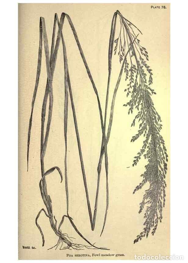 Collection Magazines and Newspapers: Reproducci&oacute;n/Reproduction 49578688863: The agricultural grasses and forage plants of the United Stat