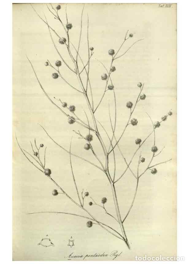 Collection Magazines and Newspapers: Reproducci&oacute;n/Reproduction 49803148592: Gartenflora.. Erlangen :F. Enke,1852-1940.. - Deutsche Garten