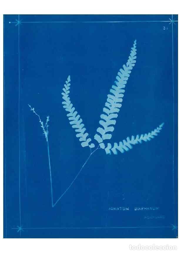 Collection Magazines and Newspapers: Reproducci&oacute;n/Reproduction 49805935211: [New Zealand ferns]. Auckland, New ZealandDobbie, H. B.1880.