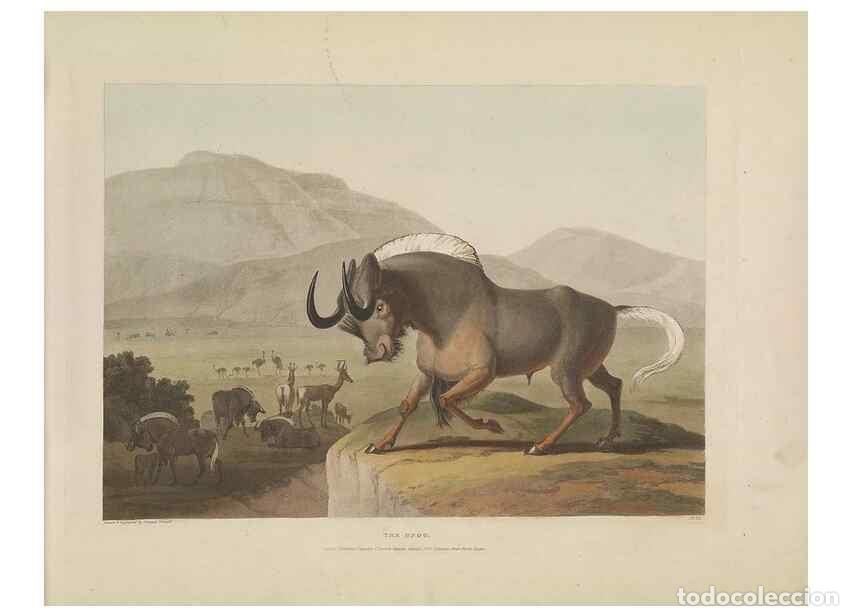 Collection Magazines and Newspapers: Reproducci&oacute;n/Reproduction 49753242266: [African scenery and animals]. London,1804-05. - Daniell, Sam