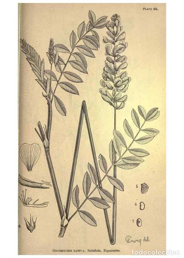 Collectionnisme de Revues et Journaux: Reproducci&oacute;n/Reproduction 49578693823: The agricultural grasses and forage plants of the United Stat