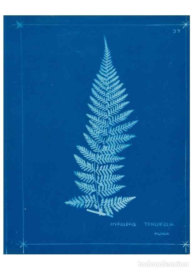 Collectionnisme de Revues et Journaux: Reproducci&oacute;n/Reproduction 49805381773: [New Zealand ferns]. Auckland, New ZealandDobbie, H. B.1880.