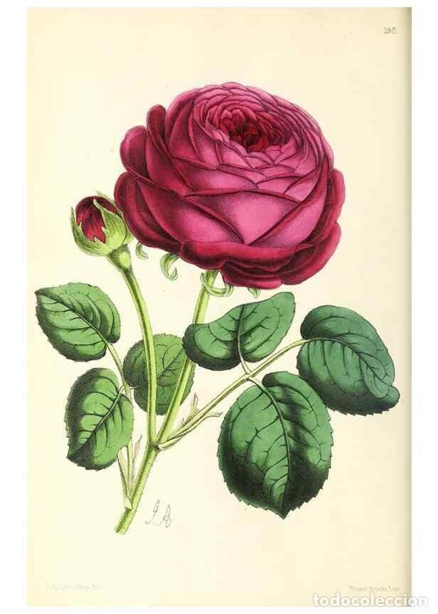 Sammeln von Zeitschriften und Zeitungen: Reproducci&oacute;n/Reproduction 49796673428: The floral magazine;. London,L. Reeve & Co.. - Dombrain, Henr