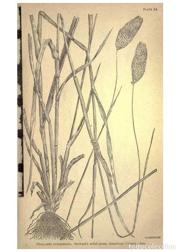 Sammeln von Zeitschriften und Zeitungen: Reproducci&oacute;n/Reproduction 49578676638: The agricultural grasses and forage plants of the United Stat