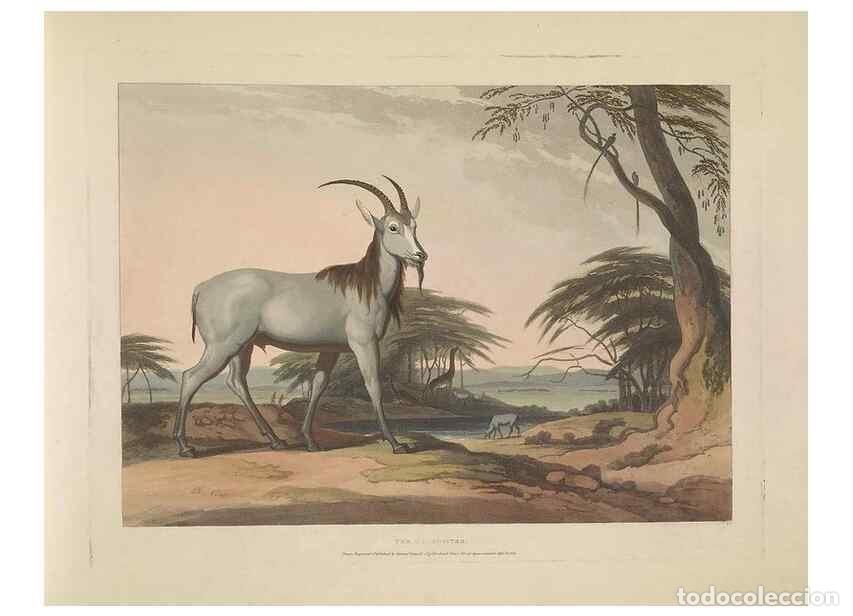 Sammeln von Zeitschriften und Zeitungen: Reproducci&oacute;n/Reproduction 49753247271: [African scenery and animals]. London,1804-05. - Daniell, Sam