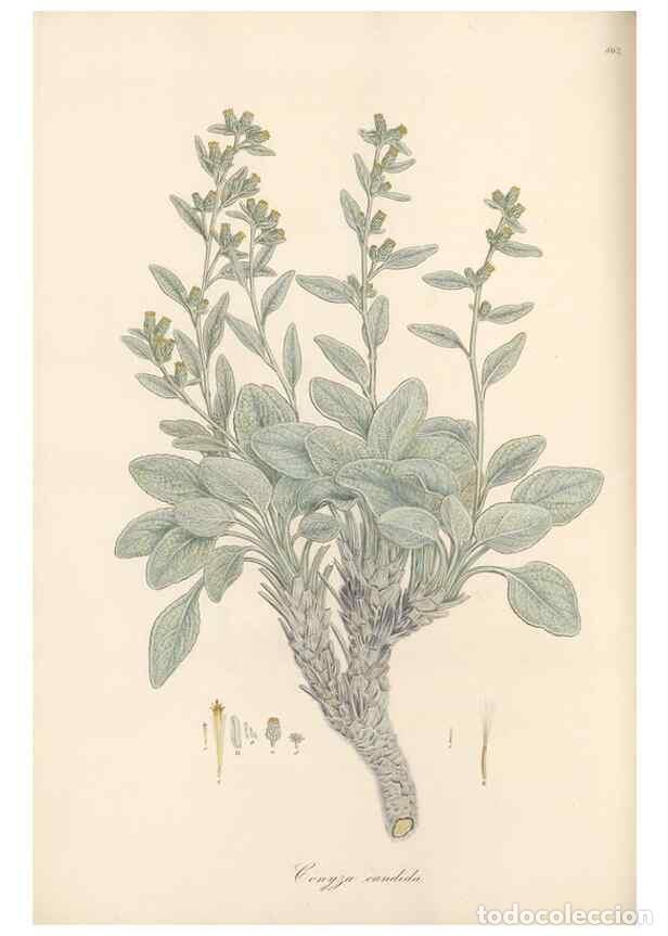 Sammeln von Zeitschriften und Zeitungen: Reproducci&oacute;n/Reproduction 49580133267: Flora Graeca, sive, Plantarum rariorum historia, quas in prov