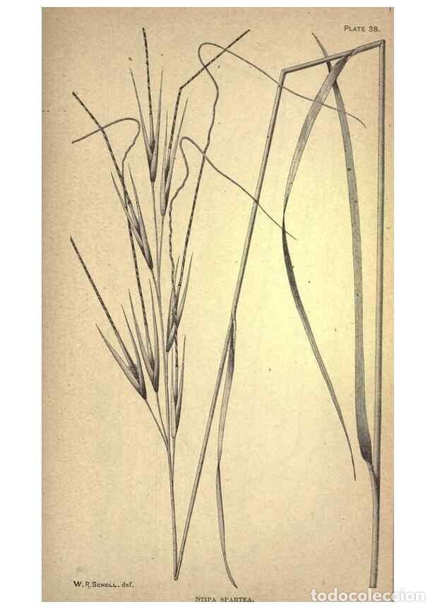 Sammeln von Zeitschriften und Zeitungen: Reproducci&oacute;n/Reproduction 49578678153: The agricultural grasses and forage plants of the United Stat