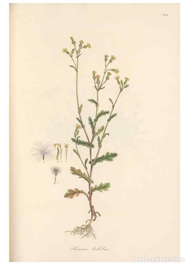 Sammeln von Zeitschriften und Zeitungen: Reproducci&oacute;n/Reproduction 49580134992: Flora Graeca, sive, Plantarum rariorum historia, quas in prov