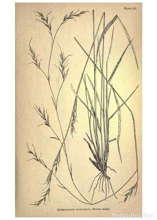 Sammeln von Zeitschriften und Zeitungen: Reproducci&oacute;n/Reproduction 49578674973: The agricultural grasses and forage plants of the United Stat