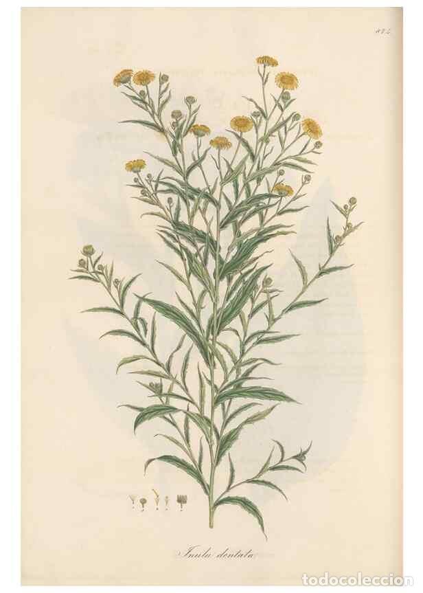 Sammeln von Zeitschriften und Zeitungen: Reproducci&oacute;n/Reproduction 49579408188: Flora Graeca, sive, Plantarum rariorum historia, quas in prov
