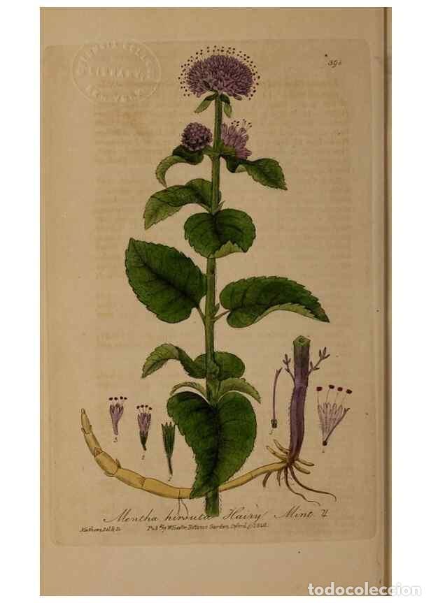 Sammeln von Zeitschriften und Zeitungen: Reproducci&oacute;n/Reproduction 49788477982: British phaenogamous botany,. Oxford,Published by the author,