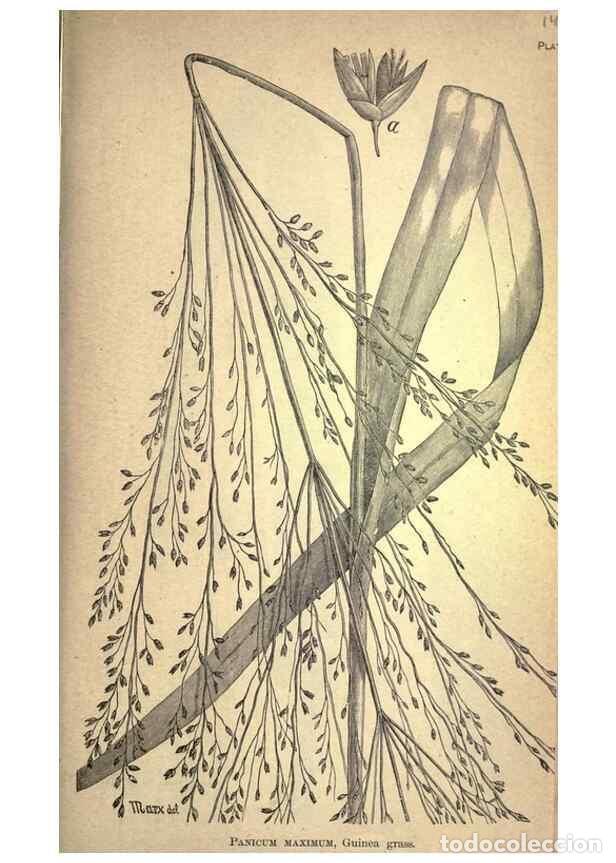 Sammeln von Zeitschriften und Zeitungen: Reproducci&oacute;n/Reproduction 49579173826: The agricultural grasses and forage plants of the United Stat