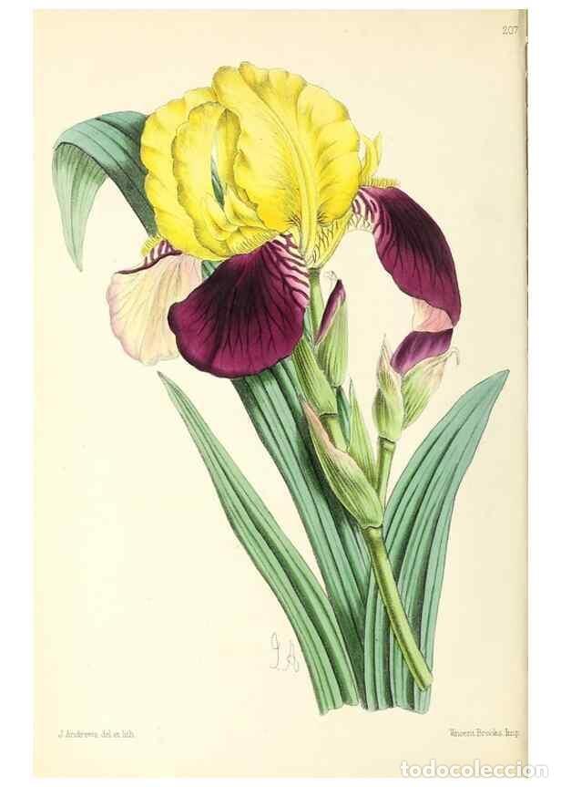 Sammeln von Zeitschriften und Zeitungen: Reproducci&oacute;n/Reproduction 49797529452: The floral magazine;. London,L. Reeve & Co.. - Dombrain, Henr