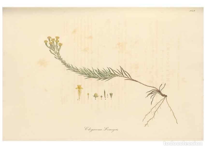 Sammeln von Zeitschriften und Zeitungen: Reproducci&oacute;n/Reproduction 49579398973: Flora Graeca, sive, Plantarum rariorum historia, quas in prov