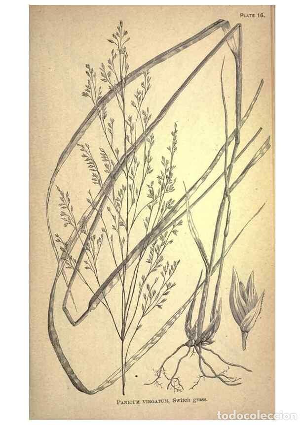 Sammeln von Zeitschriften und Zeitungen: Reproducci&oacute;n/Reproduction 49578672143: The agricultural grasses and forage plants of the United Stat