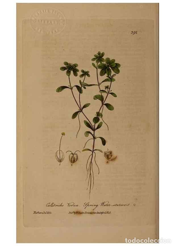 Sammeln von Zeitschriften und Zeitungen: Reproducci&oacute;n/Reproduction 49787616883: British phaenogamous botany,. Oxford,Published by the author,