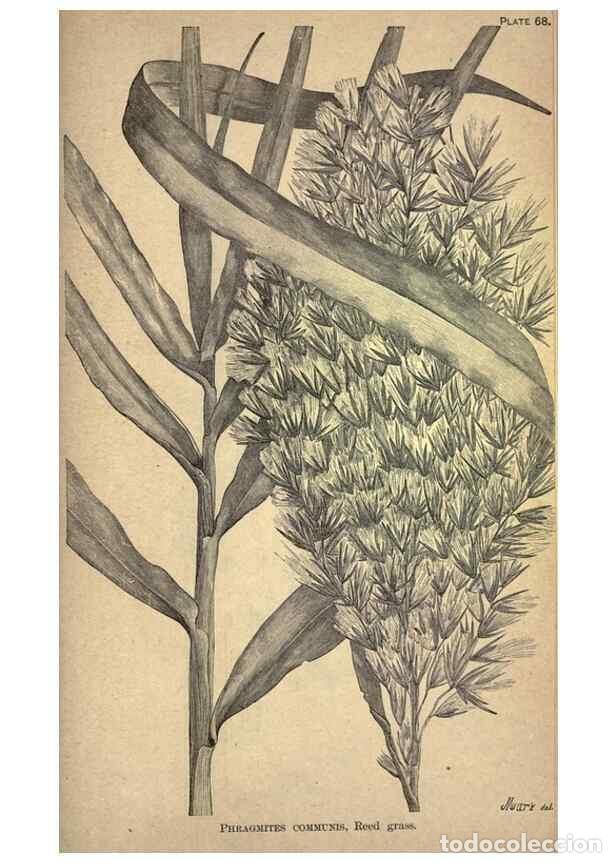 Sammeln von Zeitschriften und Zeitungen: Reproducci&oacute;n/Reproduction 49579416577: The agricultural grasses and forage plants of the United Stat