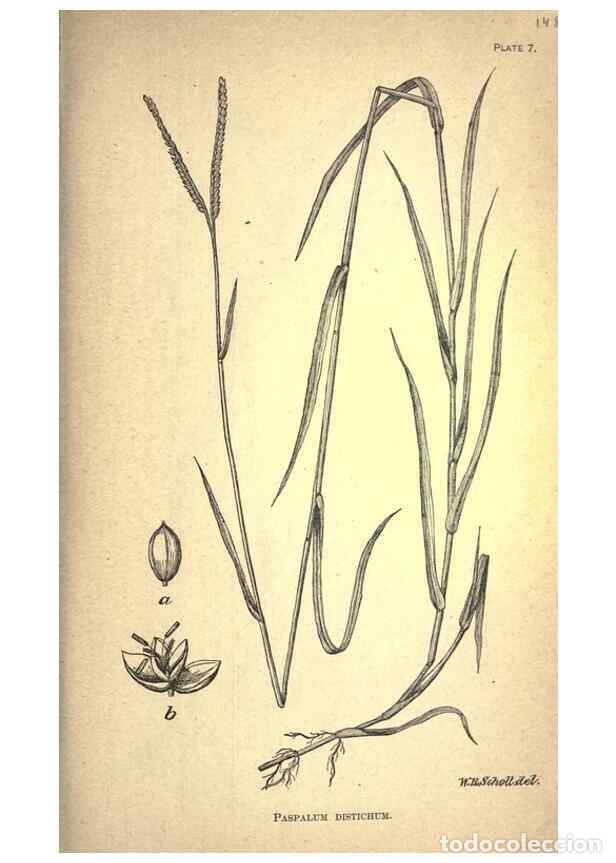 Sammeln von Zeitschriften und Zeitungen: Reproducci&oacute;n/Reproduction 49578669968: The agricultural grasses and forage plants of the United Stat