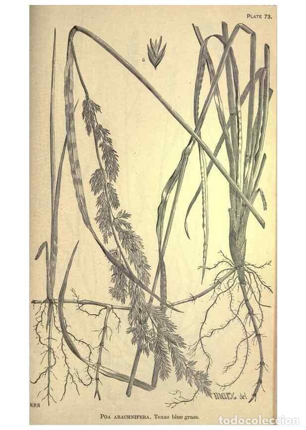 Sammeln von Zeitschriften und Zeitungen: Reproducci&oacute;n/Reproduction 49579191956: The agricultural grasses and forage plants of the United Stat