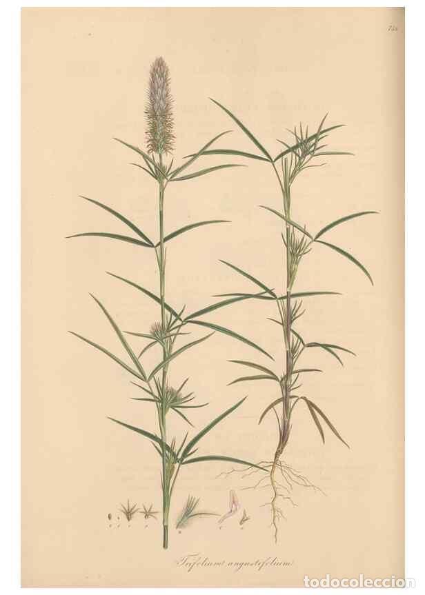 Sammeln von Zeitschriften und Zeitungen: Reproducci&oacute;n/Reproduction 49579324993: Flora Graeca, sive, Plantarum rariorum historia, quas in prov