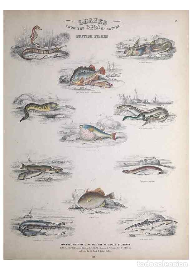 Collectionnisme de Revues et Journaux: Reproducci&oacute;n/Reproduction 49749399161: Leaves from the book of nature,. Edinburgh :W.H. Lizars;[184-