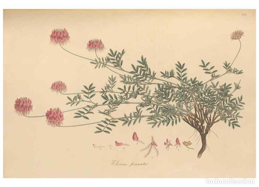 Collectionnisme de Revues et Journaux: Reproducci&oacute;n/Reproduction 49580051652: Flora Graeca, sive, Plantarum rariorum historia, quas in prov