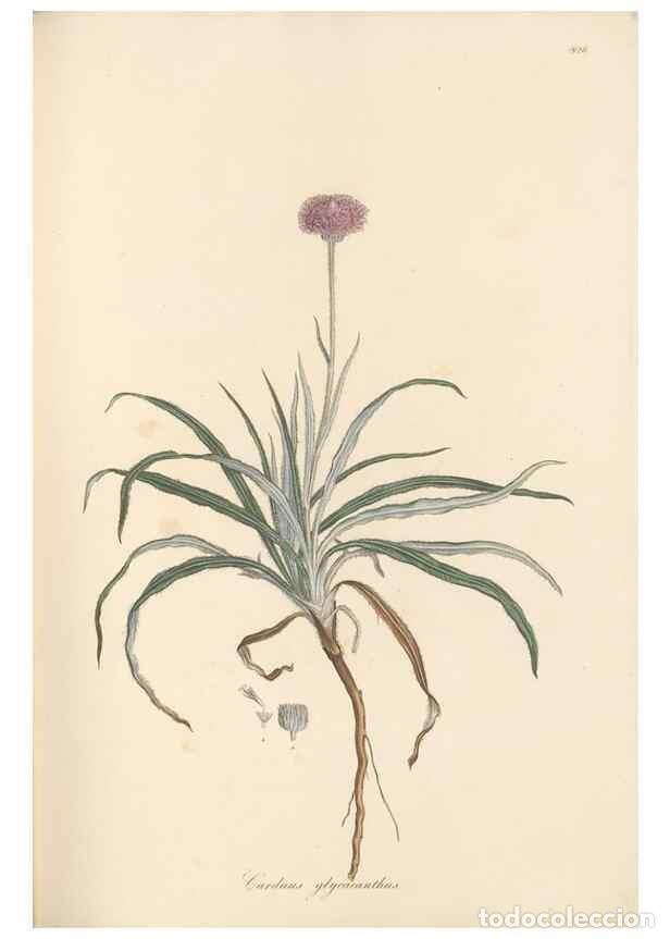 Collectionnisme de Revues et Journaux: Reproducci&oacute;n/Reproduction 49580120052: Flora Graeca, sive, Plantarum rariorum historia, quas in prov