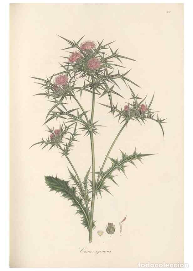 Collectionnisme de Revues et Journaux: Reproducci&oacute;n/Reproduction 49580121967: Flora Graeca, sive, Plantarum rariorum historia, quas in prov