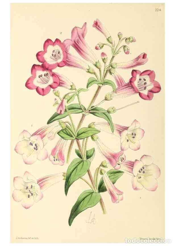 Collectionnisme de Revues et Journaux: Reproducci&oacute;n/Reproduction 49797227196: The floral magazine;. London,L. Reeve & Co.. - Dombrain, Henr