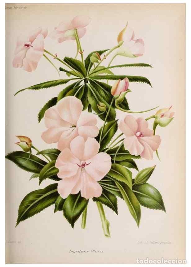 Collectionnisme de Revues et Journaux: Reproducci&oacute;n/Reproduction 49643916697: Revue horticole.. Paris :Librairie agricole de la maison rust