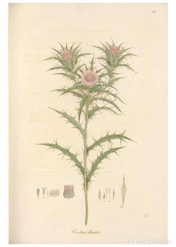 Collectionnisme de Revues et Journaux: Reproducci&oacute;n/Reproduction 49579394408: Flora Graeca, sive, Plantarum rariorum historia, quas in prov