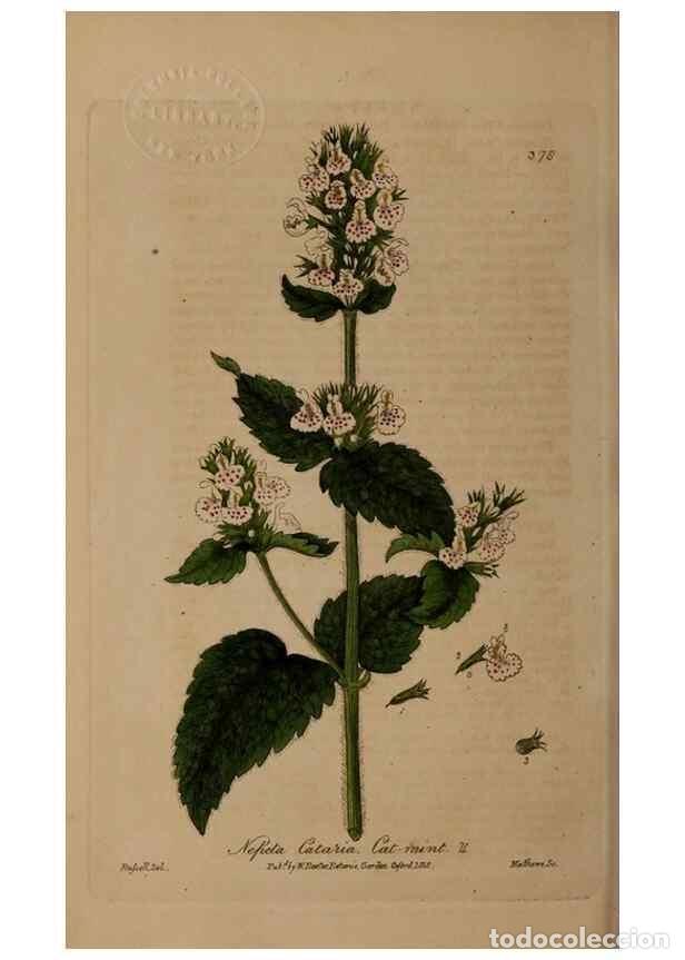 Collectionnisme de Revues et Journaux: Reproducci&oacute;n/Reproduction 49788474102: British phaenogamous botany,. Oxford,Published by the author,