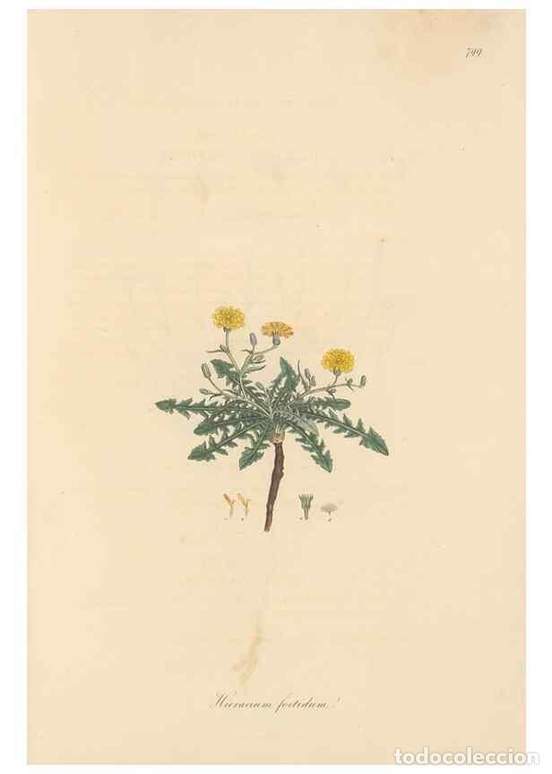 Collectionnisme de Revues et Journaux: Reproducci&oacute;n/Reproduction 49579343178: Flora Graeca, sive, Plantarum rariorum historia, quas in prov