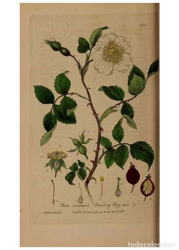 Collectionnisme de Revues et Journaux: Reproducci&oacute;n/Reproduction 49787602773: British phaenogamous botany,. Oxford,Published by the author,