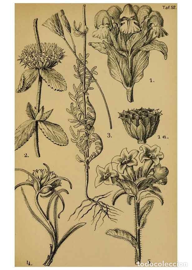 Collectionnisme de Revues et Journaux: Reproducci&oacute;n/Reproduction 49579021308: Die Pflanzenwelt Dalmatiens /. Leipzig :W. Klinkhardt,1911..