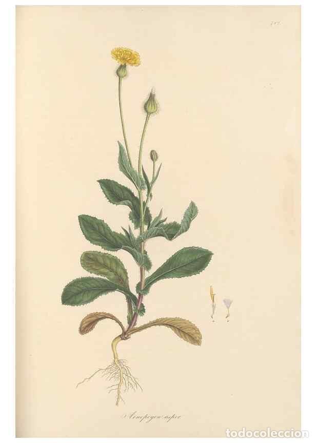 Collectionnisme de Revues et Journaux: Reproducci&oacute;n/Reproduction 49579840481: Flora Graeca, sive, Plantarum rariorum historia, quas in prov
