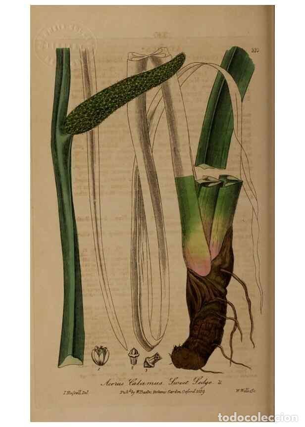 Collectionnisme de Revues et Journaux: Reproducci&oacute;n/Reproduction 49787603688: British phaenogamous botany,. Oxford,Published by the author,