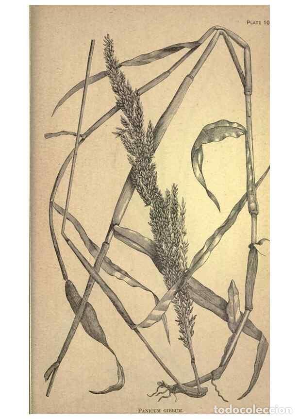 Collectionnisme de Revues et Journaux: Reproducci&oacute;n/Reproduction 49579425872: The agricultural grasses and forage plants of the United Stat