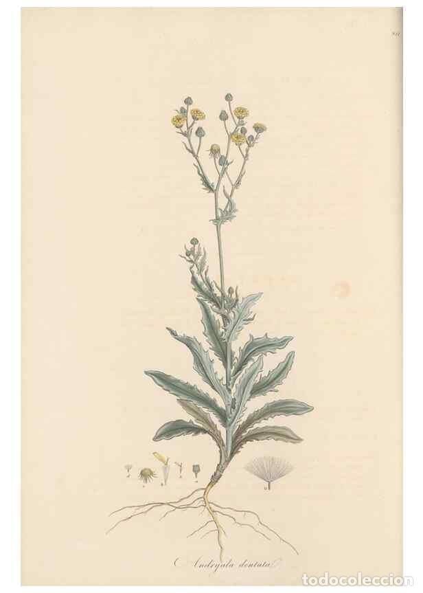 Collectionnisme de Revues et Journaux: Reproducci&oacute;n/Reproduction 49579385708: Flora Graeca, sive, Plantarum rariorum historia, quas in prov