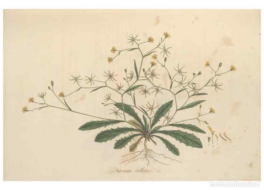 Collectionnisme de Revues et Journaux: Reproducci&oacute;n/Reproduction 49579387613: Flora Graeca, sive, Plantarum rariorum historia, quas in prov
