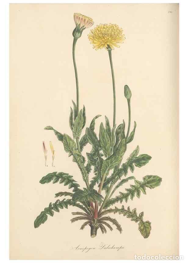 Collezionismo di Riviste e Giornali: Reproducci&oacute;n/Reproduction 49579335968: Flora Graeca, sive, Plantarum rariorum historia, quas in prov