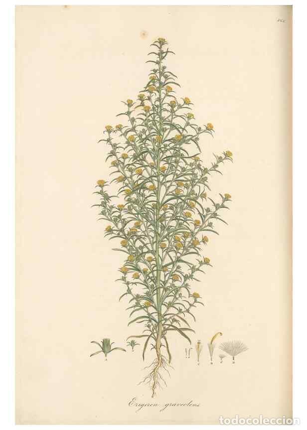 Collection Magazines and Newspapers: Reproducci&oacute;n/Reproduction 49580133897: Flora Graeca, sive, Plantarum rariorum historia, quas in prov