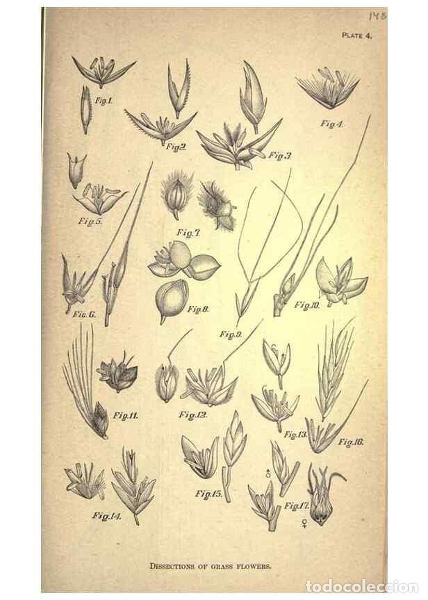 Collection Magazines and Newspapers: Reproducci&oacute;n/Reproduction 49579172391: The agricultural grasses and forage plants of the United Stat