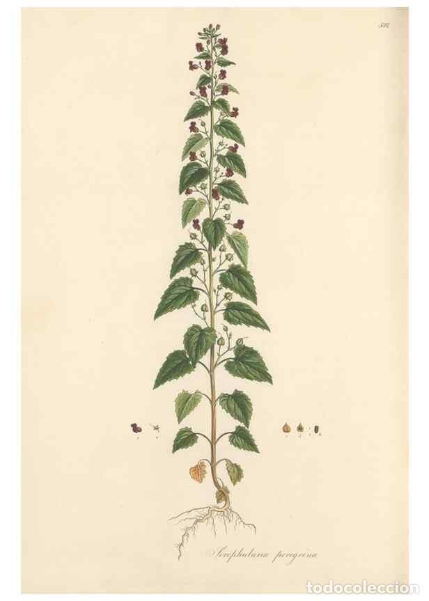 Collection Magazines and Newspapers: Reproducci&oacute;n/Reproduction 49557682276: Flora Graeca, sive, Plantarum rariorum historia, quas in prov