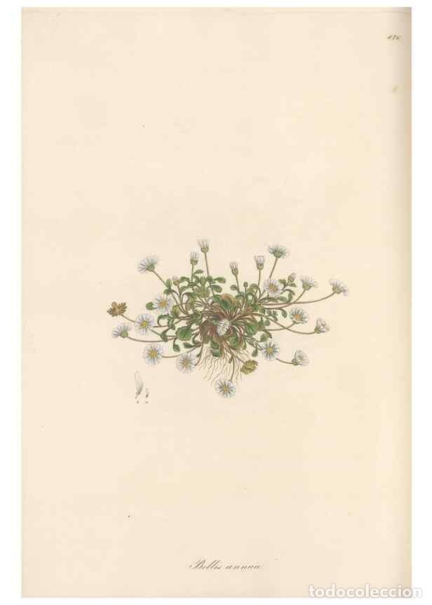 Collection Magazines and Newspapers: Reproducci&oacute;n/Reproduction 49579910461: Flora Graeca, sive, Plantarum rariorum historia, quas in prov