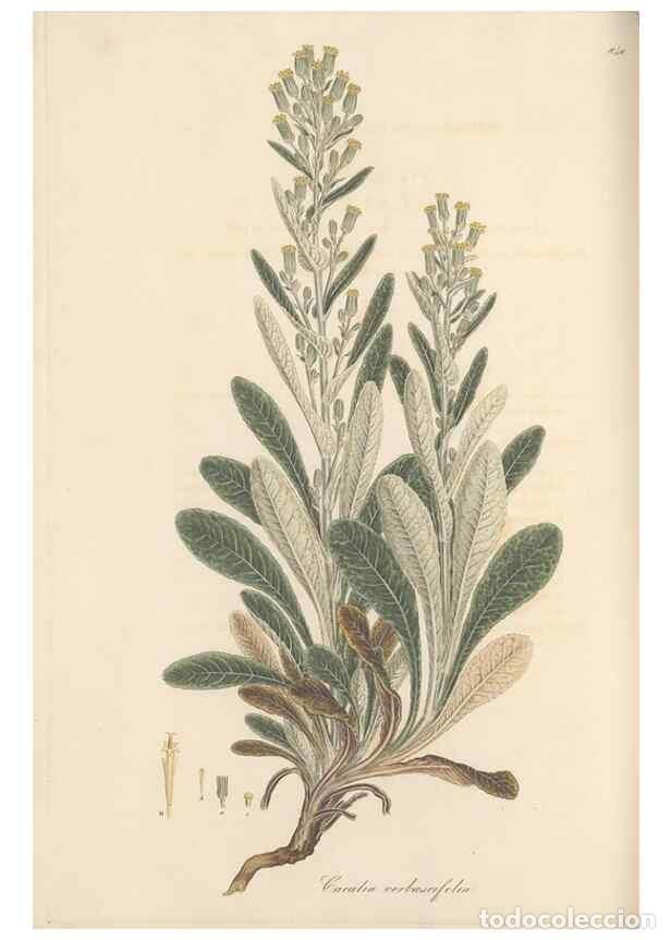 Collection Magazines and Newspapers: Reproducci&oacute;n/Reproduction 49579900861: Flora Graeca, sive, Plantarum rariorum historia, quas in prov