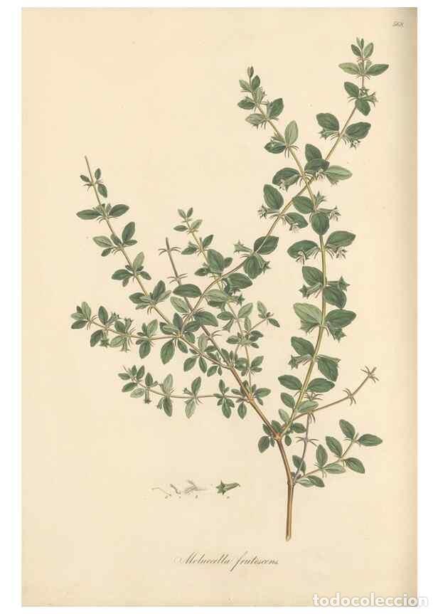 Collection Magazines and Newspapers: Reproducci&oacute;n/Reproduction 49557673196: Flora Graeca, sive, Plantarum rariorum historia, quas in prov